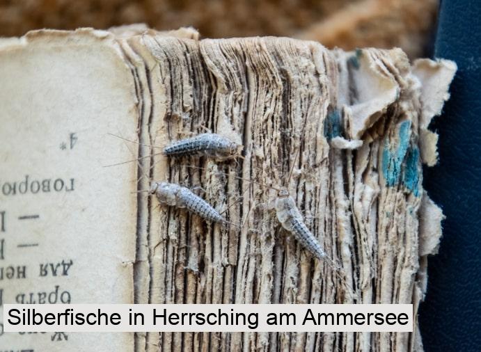 Silberfische in Herrsching am Ammersee